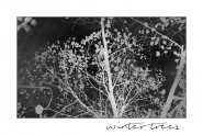 wintertrees~0.jpg