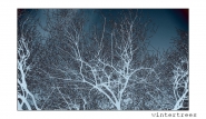 wintertrees.jpg