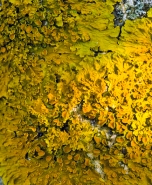Nome File=ARTE-NATURA.jpg
Dimensione File=398KB
Dimensioni=434x528
Data aggiunta=Lug 07, 2010 ARTE-NATURA.jpg