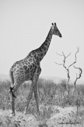 Giraffa-bn-micromosso.jpg Giraffa-bn-micromosso.jpg