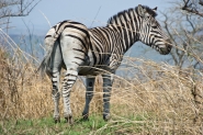 Zebra-1.jpg