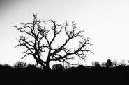 Nome File=albero_mm.jpg
Dimensione File=428KB
Dimensioni=1000x666
Data aggiunta=Dic 02, 2020 albero_mm.jpg