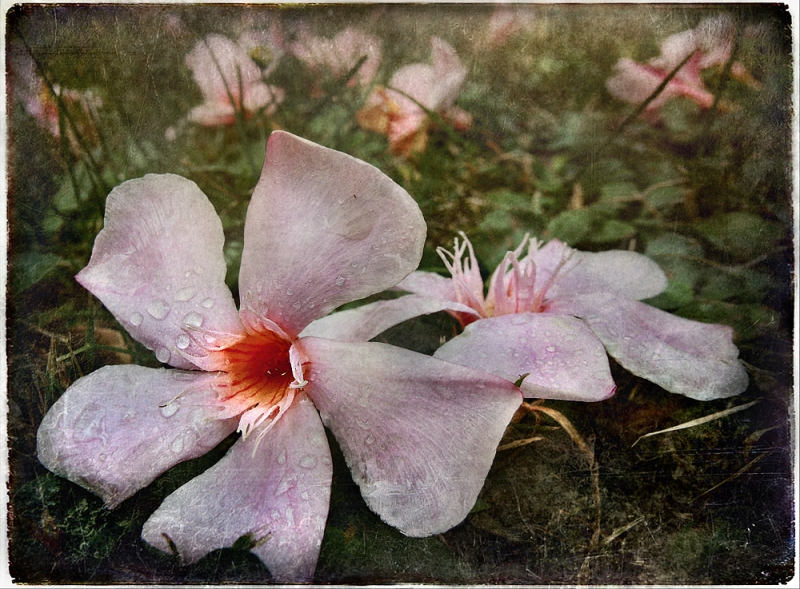 Clicca per l'immagine full size