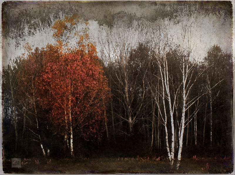 Clicca per l'immagine full size