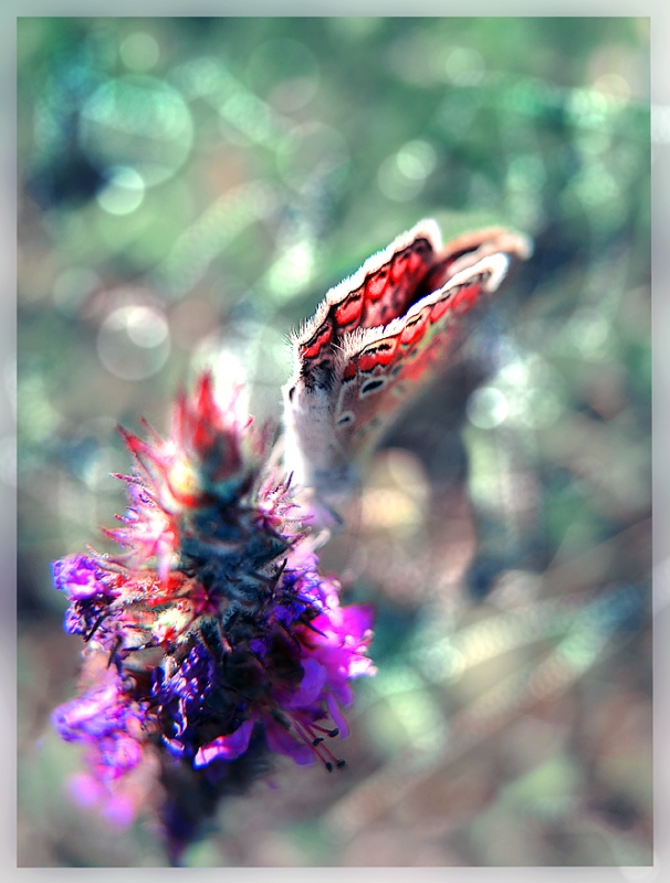 Clicca per l'immagine full size
