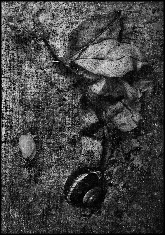 Clicca per l'immagine full size