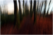 Nome File=mm_in_the_forest.jpg
Dimensione File=257KB
Dimensioni=1050x703
Data aggiunta=Gen 20, 2014 mm_in_the_forest.jpg