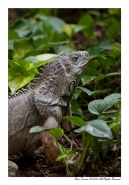 Nome File=Iguana.jpg
Dimensione File=195KB
Dimensioni=559x800
Data aggiunta=Lug 27, 2010 Iguana.jpg