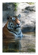 Tigre.jpg