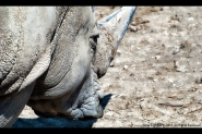 Nome File=rino.jpg
Dimensione File=129KB
Dimensioni=720x482
Data aggiunta=Lug 28, 2010 rino.jpg
