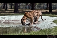 Nome File=tiger.jpg
Dimensione File=374KB
Dimensioni=800x535
Data aggiunta=Ago 03, 2010 tiger.jpg
