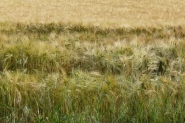 Nome File=Grano_di_Franciacorta.jpg
Dimensione File=293KB
Dimensioni=1000x667
Data aggiunta=Mag 21, 2010 Grano_di_Franciacorta.jpg