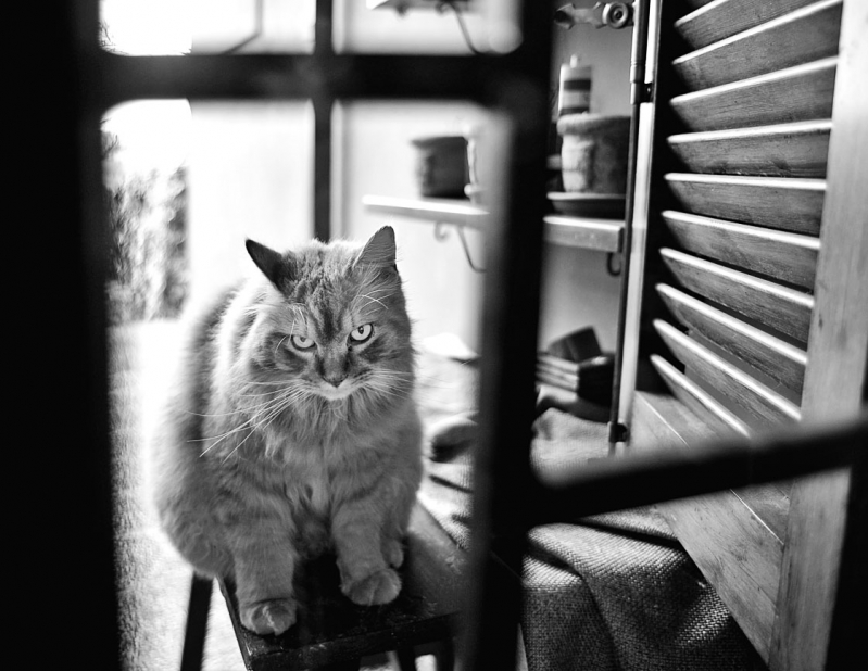 Clicca per l'immagine full size