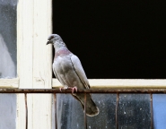 IMG_7110.jpg