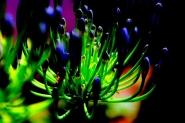 Nome File=AGAPANTHUS.jpg
Dimensione File=212KB
Dimensioni=759x508
Data aggiunta=Lug 02, 2010 AGAPANTHUS.jpg