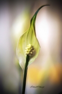 fiore_macro_forum.jpg fiore_macro_forum.jpg