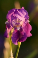 Nome File=Iris_viola.jpg
Dimensione File=42KB
Dimensioni=480x720
Data aggiunta=Apr 18, 2011 Iris_viola.jpg