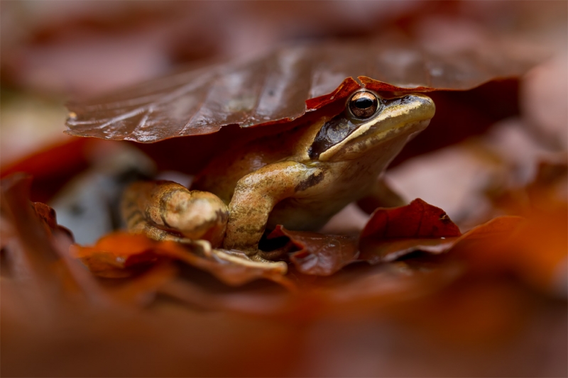 Clicca per l'immagine full size
