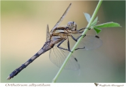 Nome File=Orthetrum_albystilum.jpg
Dimensione File=98KB
Dimensioni=800x556
Data aggiunta=Giu 30, 2013 Orthetrum_albystilum.jpg