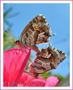 farfalle_coppia.jpg