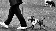 Nome File=passeggiomic.jpg
Dimensione File=183KB
Dimensioni=800x439
Data aggiunta=Apr 23, 2011 passeggiomic.jpg