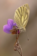 Nome File=pieris_viola_acr21024.jpg
Dimensione File=203KB
Dimensioni=682x1024
Data aggiunta=Apr 11, 2012 pieris_viola_acr21024.jpg