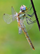 Nome File=sympetrum-foscolombii-femmina21024.jpg
Dimensione File=205KB
Dimensioni=768x1024
Data aggiunta=Set 30, 2011 sympetrum-foscolombii-femmina21024.jpg