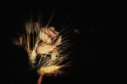micromosso_ultime_luci_DSC9881.jpg micromosso_ultime_luci_DSC9881.jpg