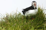 Nome File=47-Puffin.jpg
Dimensione File=584KB
Dimensioni=1200x801
Data aggiunta=Ott 14, 2013 47-Puffin.jpg
