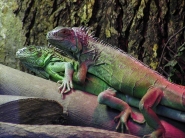 Iguane.jpg