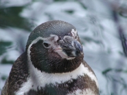Nome File=Pinguino.jpg
Dimensione File=273KB
Dimensioni=1024x768
Data aggiunta=Set 13, 2010 Pinguino.jpg
