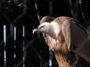 Nome File=Rapace.jpg
Dimensione File=322KB
Dimensioni=900x675
Data aggiunta=Set 11, 2010 Rapace.jpg