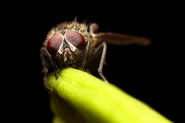 MOSCA.jpg