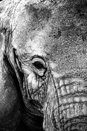 elephant.jpg