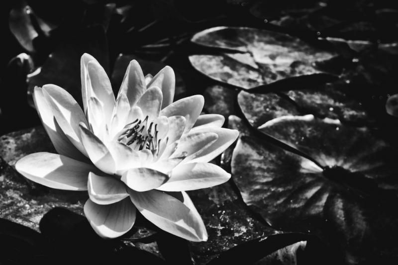 Clicca per l'immagine full size
