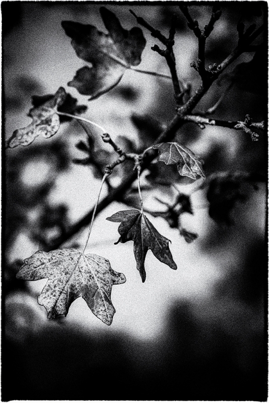 Clicca per l'immagine full size