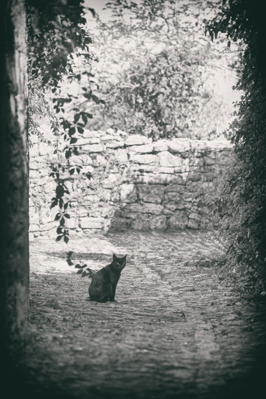 Clicca per l'immagine full size