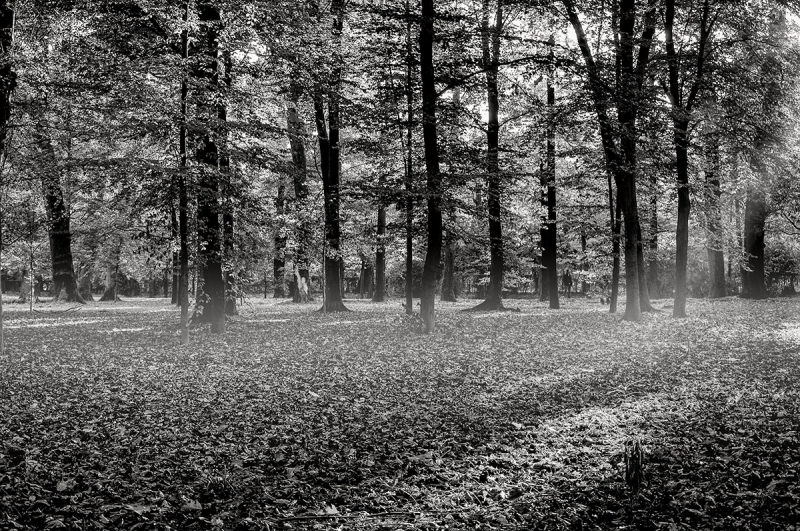 Clicca per l'immagine full size