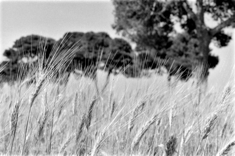 Clicca per l'immagine full size