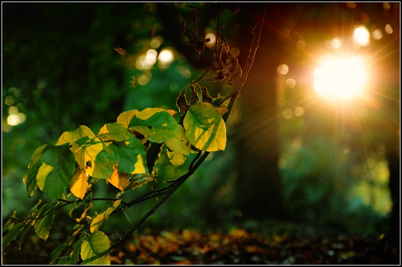 Clicca per l'immagine full size