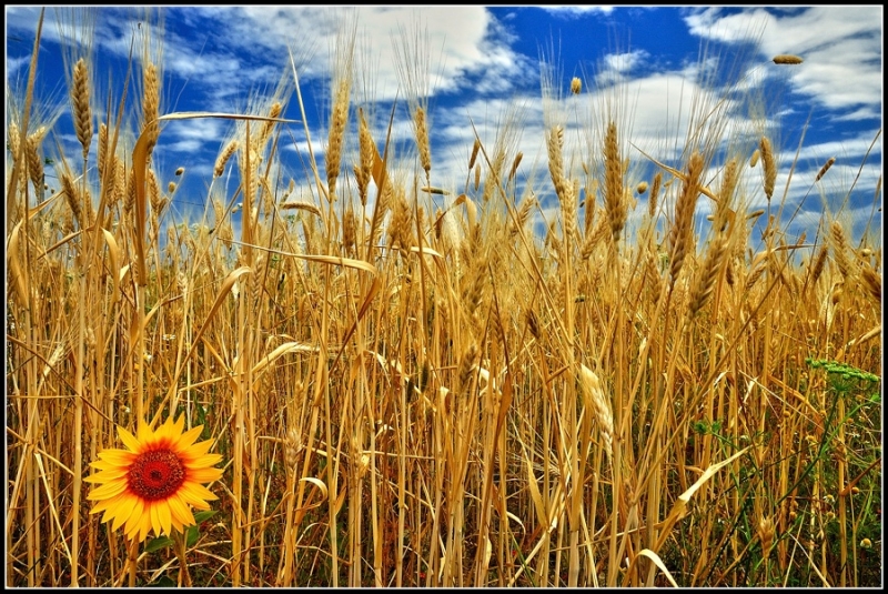 Clicca per l'immagine full size