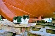 Nome File=gatto_a_prora.jpg
Dimensione File=591KB
Dimensioni=1100x724
Data aggiunta=Mag 15, 2025 gatto_a_prora.jpg