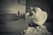 Nome File=il_senso_del_gatto.jpg
Dimensione File=290KB
Dimensioni=1100x734
Data aggiunta=Set 22, 2024 il_senso_del_gatto.jpg