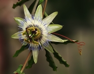 Passiflora.jpg