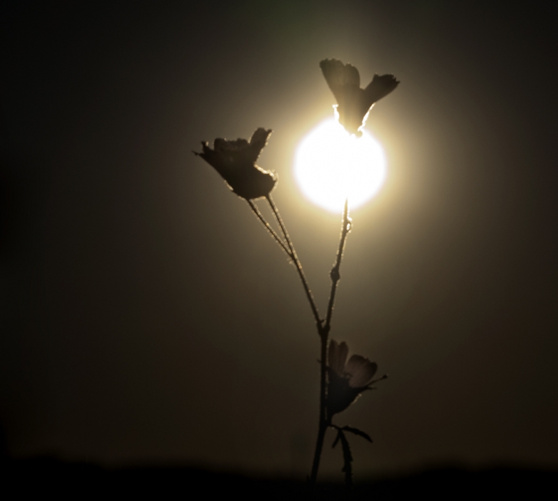 Clicca per l'immagine full size