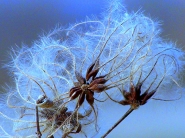 Nome File=fiore-in-riva-al-fiume-(1).jpg
Dimensione File=296KB
Dimensioni=1024x769
Data aggiunta=Gen 15, 2011 fiore-in-riva-al-fiume-(1).jpg