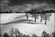 alberi.jpg alberi.jpg