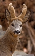 Nome File=CAPRIOLO.jpg
Dimensione File=351KB
Dimensioni=509x797
Data aggiunta=Mar 08, 2011 CAPRIOLO.jpg