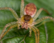 IN_ATTESA_(DOLOMEDES_FIMBRIATUS).JPG