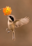 Nome File=LA_BIGIA_E_IL_FIORE.JPG
Dimensione File=399KB
Dimensioni=590x846
Data aggiunta=Nov 21, 2010 LA_BIGIA_E_IL_FIORE.JPG